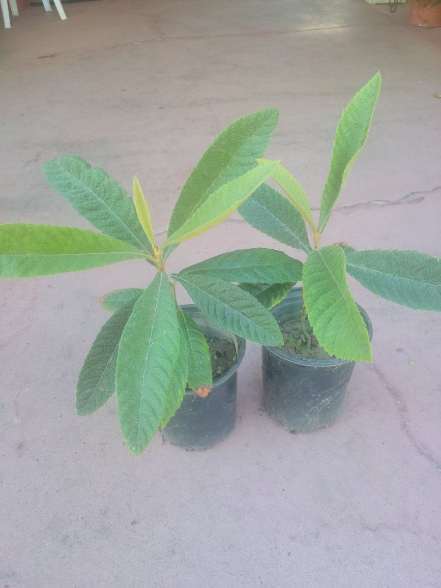 Loquat Fruit Trees In A Gal Pot $7 Each