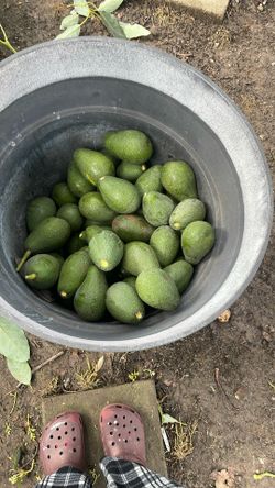 Avocado Fruit In Fullerton For Sale