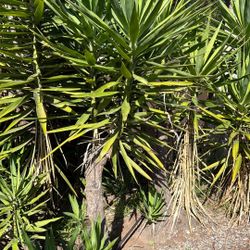 Yucca’s Succulents