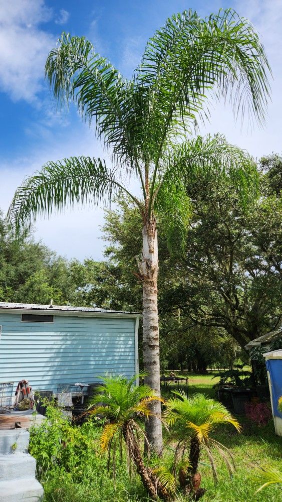 PALM TREE
