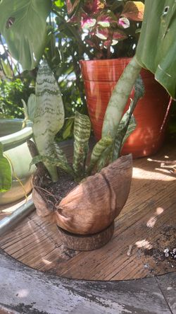Snake plant In Coconut Shell
