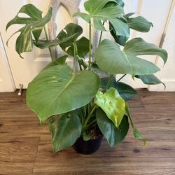 Monstera Deliciosa