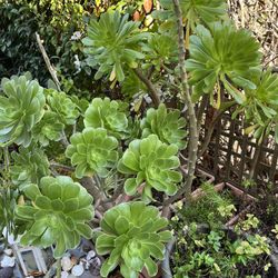 💕Variety Of Organically Grown Plants❣️