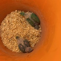 Two three week old Ringneck, Hand feeding. Open for discussion