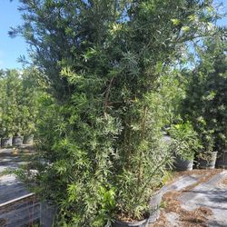 podocarpus over 8 feet tall Instant Privacy Hedge For Fence Green Full 