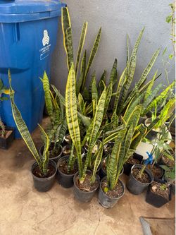 Snake plant