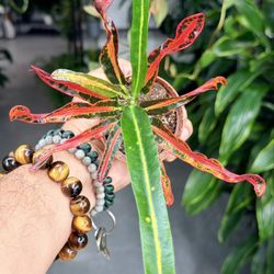 2” Croton-Banana $5.99❤️💚🧡