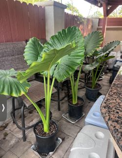 Giant Elephant Plants $45 Each
