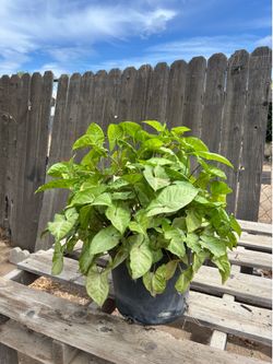 5 gal. Arrowhead Plant, $20