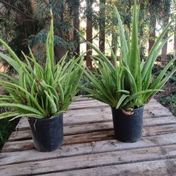 Aloe Plants 