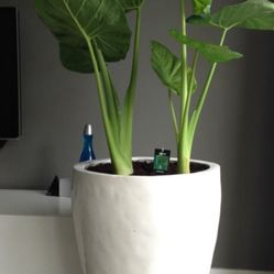 Elephant Ear Plant. 🪴🌿