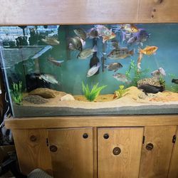 Aquarium 125 Gallon
