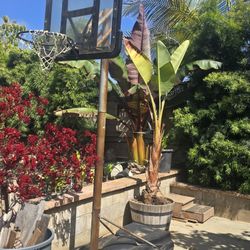 Basketball Hoop 