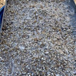 Quail Manure