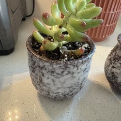 Cute 3 “ Pot With Succulent O