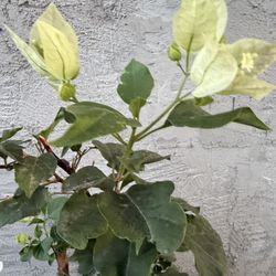 White Guvanbilias In 5 Gallon 4 1/2 The Tall $25 Each