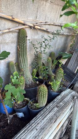 Multiple cactus plants