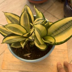 Snake Plant 🪴 