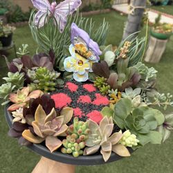 Gorgeous Succulent Garden ❤️