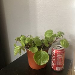 Millionaire Or Swedish Ivy Plant 