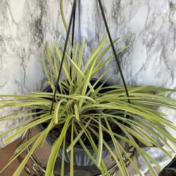 HERMOSAS PLANTAS NATURALES “ARAÑA PLANT 