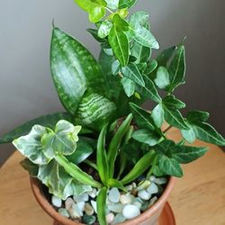 Snake Plant, Spider Plant & Ivy Combo Live 
