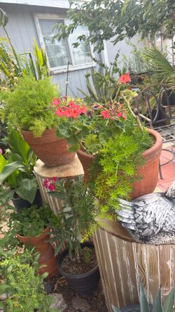Plants Set Of 2