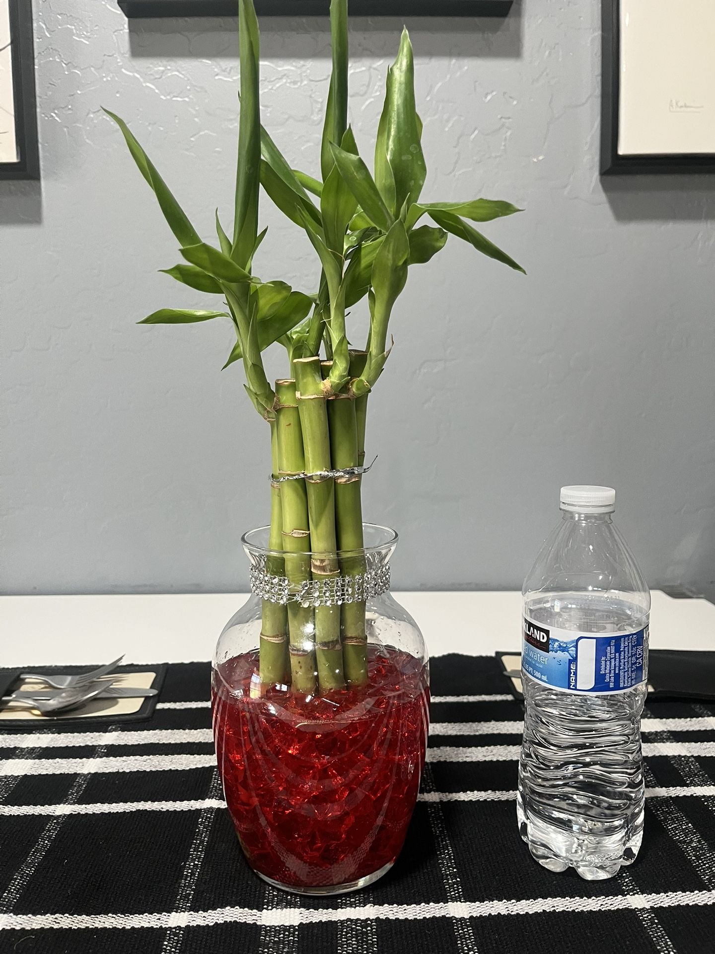 Bambú Plant