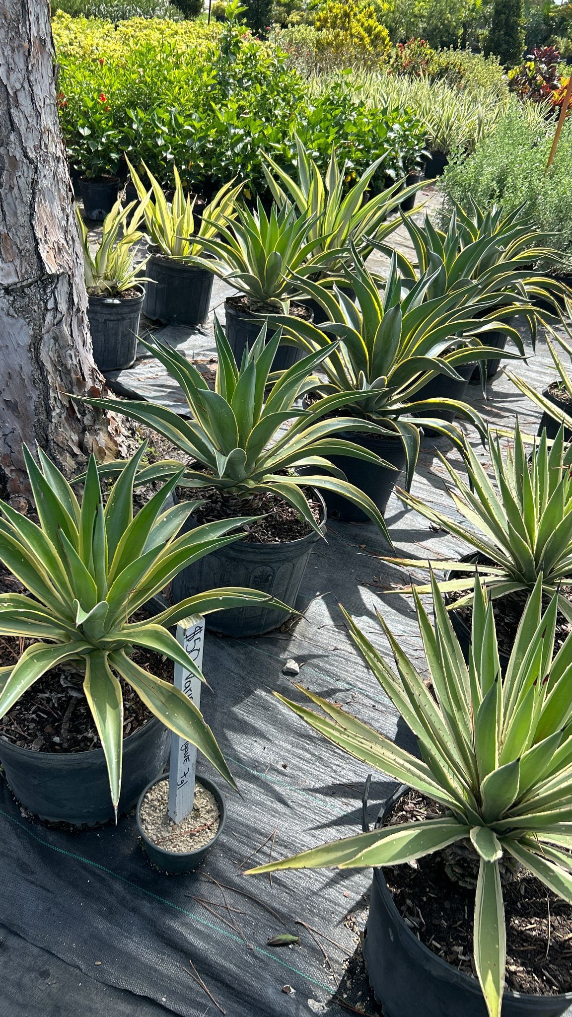 Variegated Agave - 7Gl