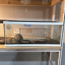 Turtle tank
