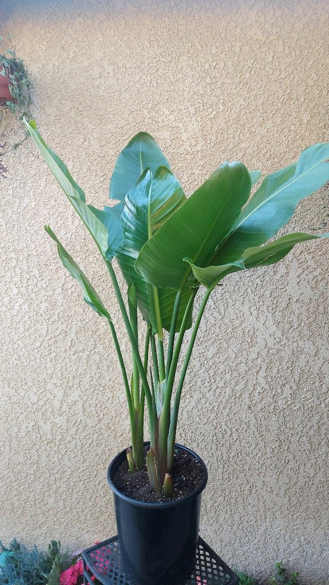 Bird Of Paradise Plant with White Flowers $38