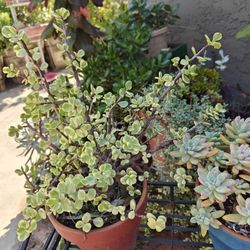 Colored Terracotta Pots With Succulents 