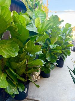 Plants Sale🌿5gallons x 5ft tall(3 stems in 1 pot)Fiddle leaf  $35 each)