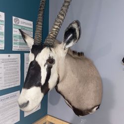 African Gemsbok (Oryx) Taxidermy Mount – Large Horns – Excellent Condition 