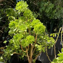 Aeonium Arboreum Plant