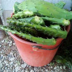 Nopales