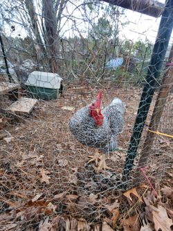 One Year Old Rooster 