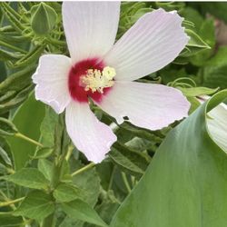 Hardy Hibiscus Plant ( Pls Read Description Below)