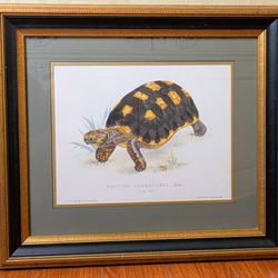 Framed Lithograph Testudo Carbonaria 20th c. Reproduction James De Sowerby