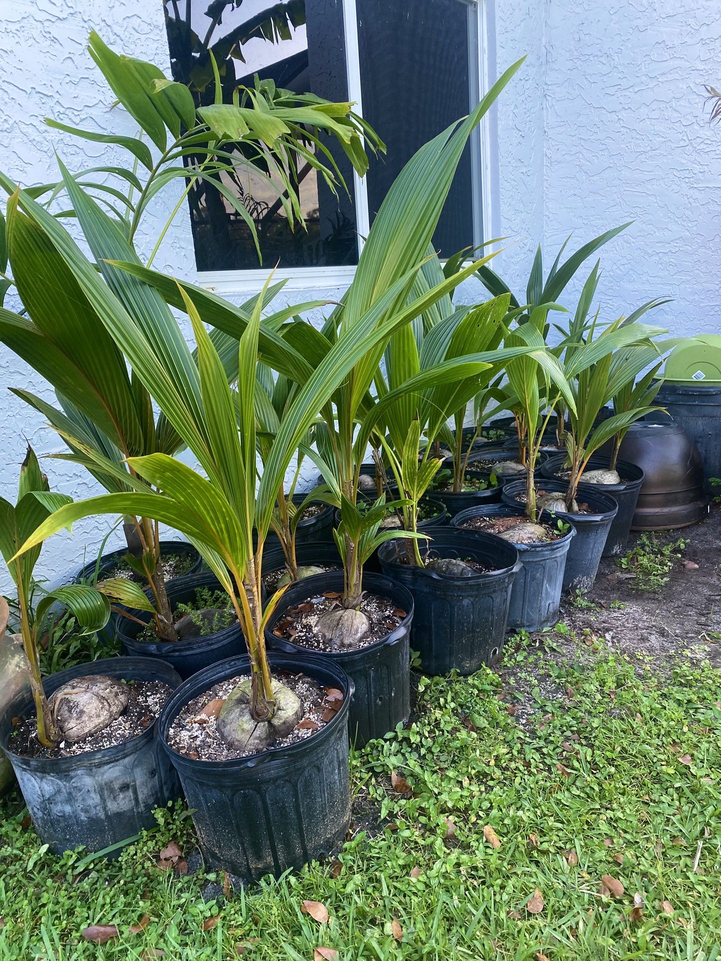 Green Yellow and Gold Malayan Dwarf Coconut Palm Trees