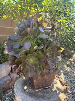 Spring Plant