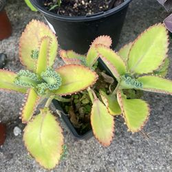 Kalanchoe beautiful Mexican plant