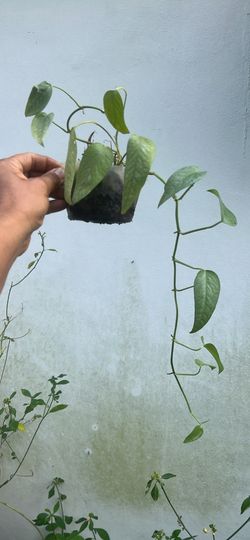 Cebu blue pothos available live plant