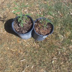 Mesquite   Tree $6