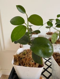 Wax Plants