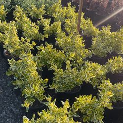 Coprasma Topada Gold