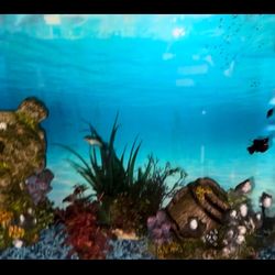 38 gal Fish Tank With Fish and Accessories 
