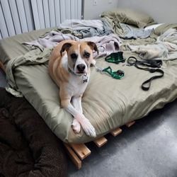 Queen Trifold Futon Frame