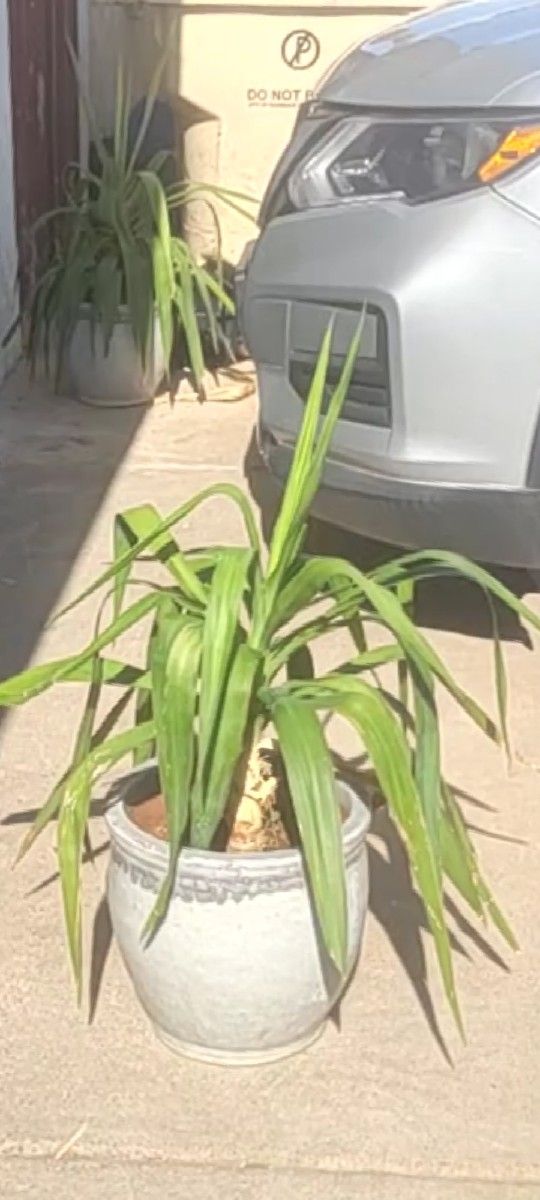 Outdoor Plant