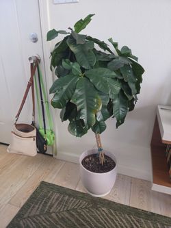 Free - plant/tree